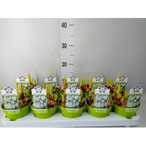 Bolbloemen   ...mix