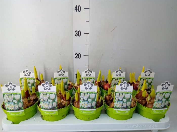 <h4>Bolbloemen   ...mix</h4>