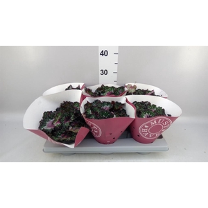 Begonia BD rex 'Purple Blush'