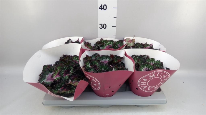<h4>Begonia BD rex 'Purple Blush'</h4>