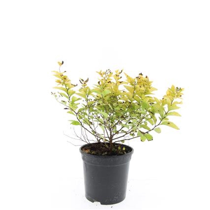 <h4>Spiraea japonica Golden Princess</h4>