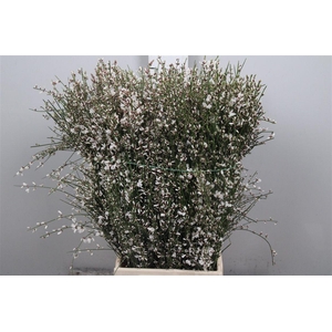 Genista White (400gr)