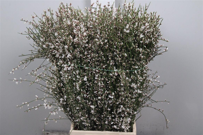 Genista White (400gr)