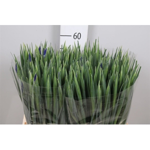 Iris Prof Blaauw