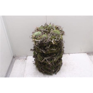 Krans Bolmos Bonzai 35 Cm