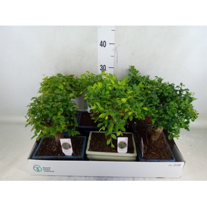 Bonsai   ...mix