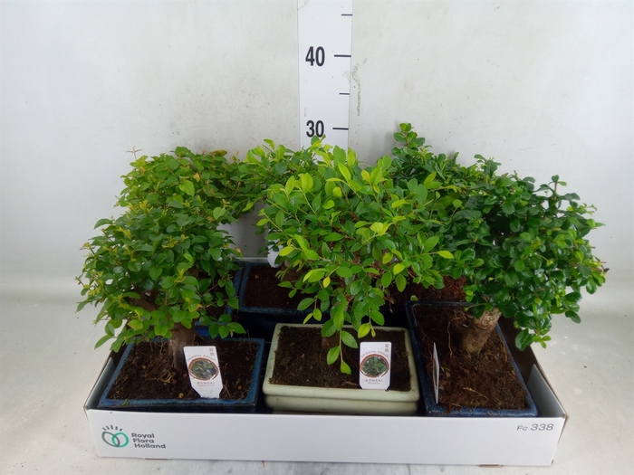 <h4>Bonsai   ...mix</h4>