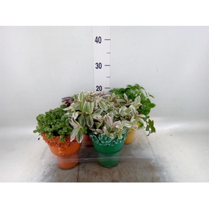 Arr.   Kamerplant Groen L%