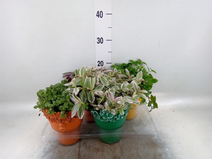 <h4>Arr.   Kamerplant Groen L%</h4>