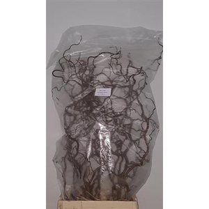 CORYLUS 100 CM x50  =4=