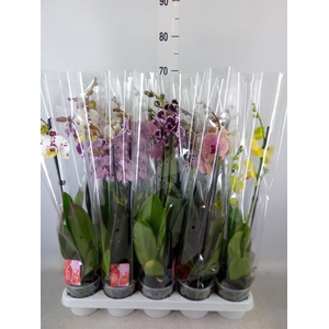 Phalaenopsis   ...mix