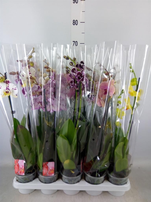 <h4>Phalaenopsis   ...mix</h4>