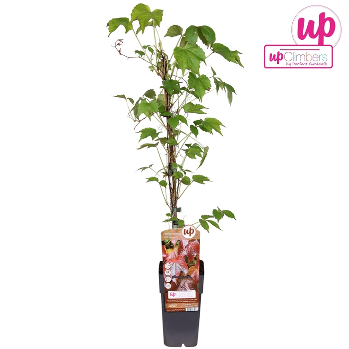 <h4>Parthenocissus tricuspidata 'Veitch Boskoop' P15</h4>