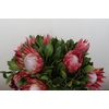Protea Cynaroides Madiba