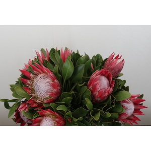 Protea Cynaroides Madiba
