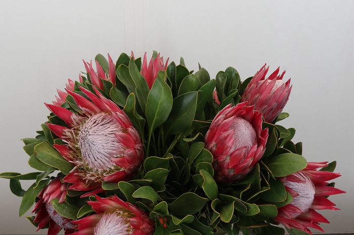 <h4>Protea Cynaroides Madiba</h4>