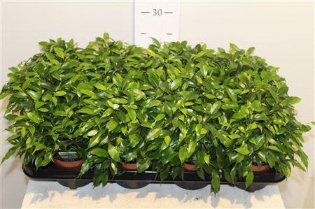 <h4>Fic Be Green Kinky</h4>