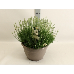 LAVAN AN AROMA WHITE