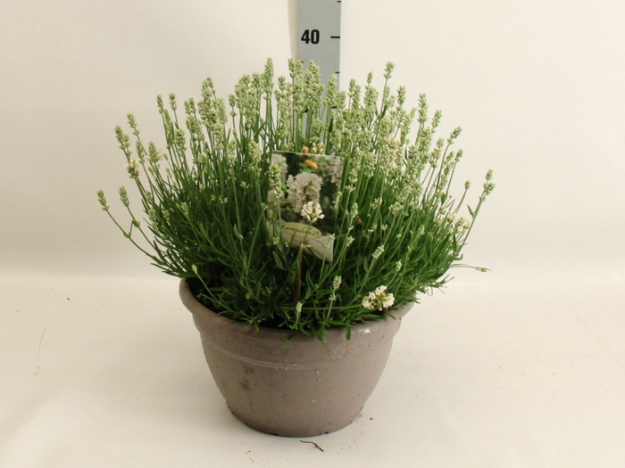 <h4>LAVAN AN AROMA WHITE</h4>