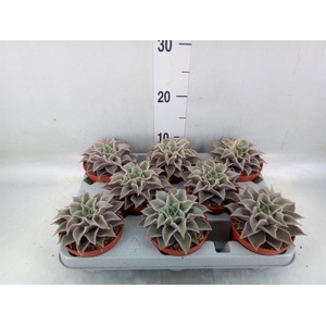 Echeveria   ...