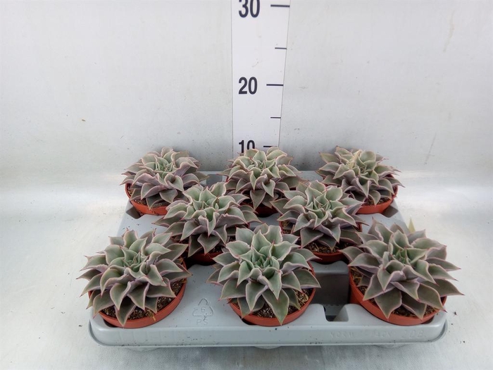 <h4>Echeveria   ...</h4>