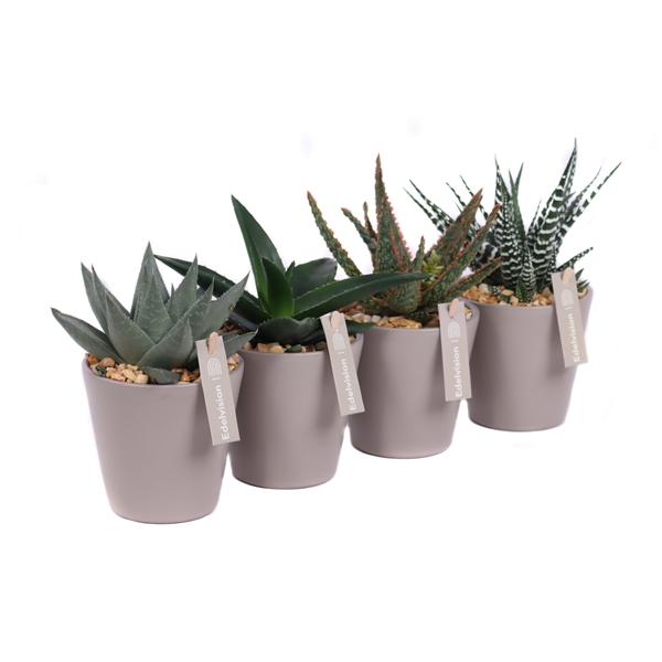 <h4>Aloe/haworthia 8,5 cm in stein grau vaaspot met grind en etiket</h4>