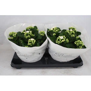 Gevuld 23 cm wit Brilliant (Schaal)