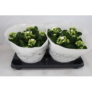 Gevuld 23 cm wit Brilliant (Schaal)