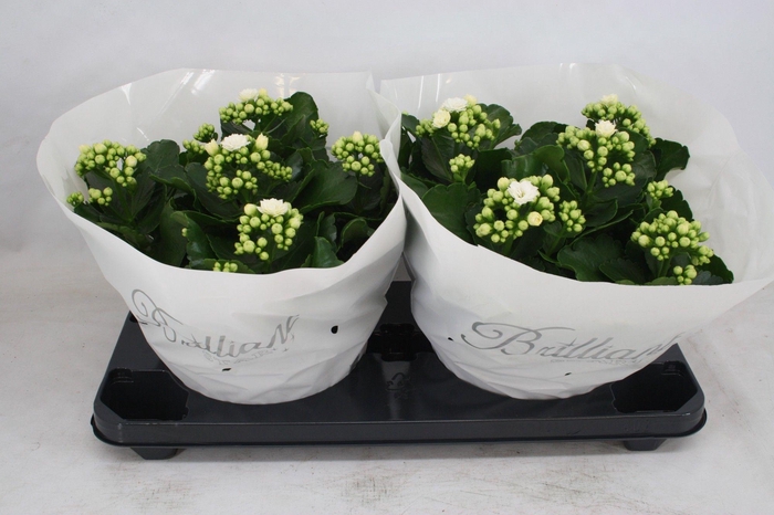 <h4>Gevuld 23 cm wit Brilliant (Schaal)</h4>