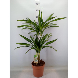 Dracaena frag. 'Riki'