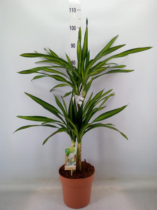 <h4>Dracaena frag. 'Riki'</h4>