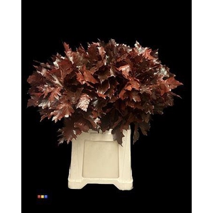 Quercus Klb Red 80cm GK