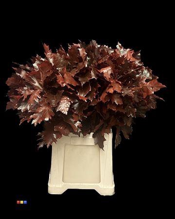 <h4>Quercus Klb Red 80cm GK</h4>