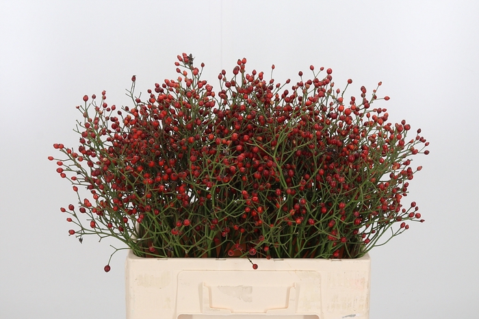 <h4>Rosa Prinsberry Fire</h4>