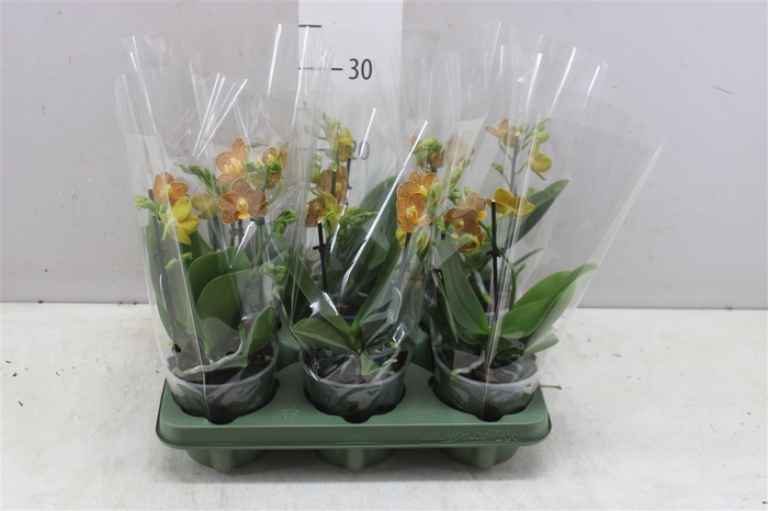 <h4>Phal Multifl Indian Summer 2 Tak</h4>