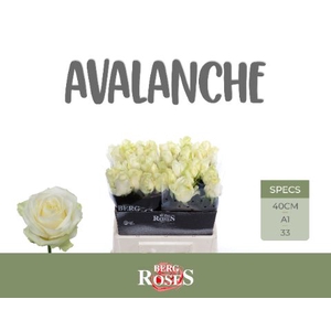 Rozen Rosa Avalanche