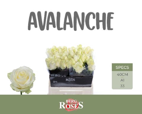 <h4>Rozen Rosa Avalanche</h4>