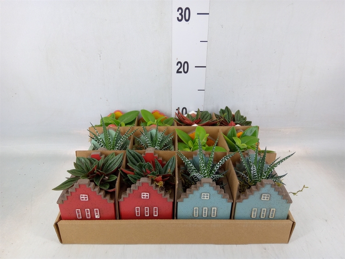 <h4>Planten  ..in schaal L%</h4>