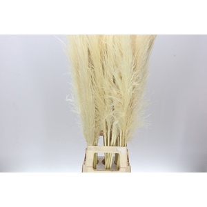 Cortaderia S Evita