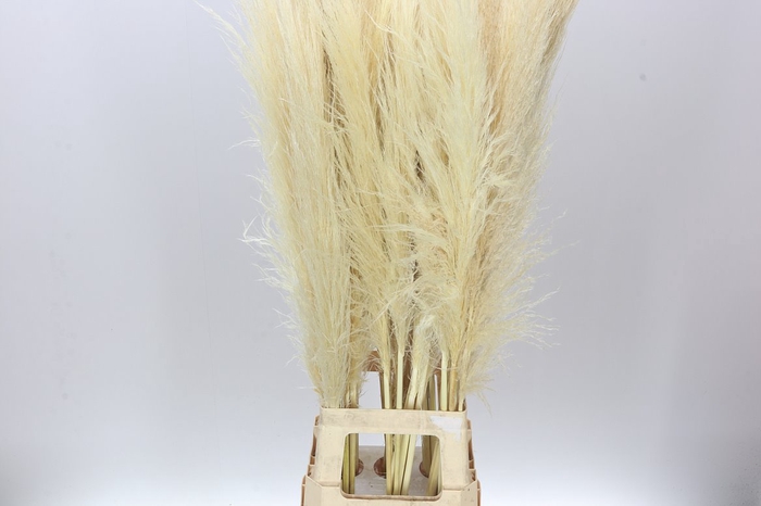 <h4>Cortaderia S Evita</h4>
