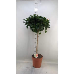 Hibiscus rosa-sin. 'Sunny Torino'