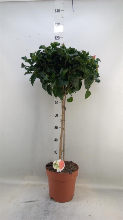 <h4>Hibiscus rosa-sin. 'Sunny Torino'</h4>