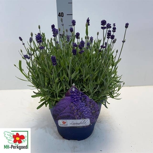 LAVAN AN DWARF BLUE