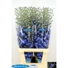 DELPH DU KISSI OCEAN BLUE