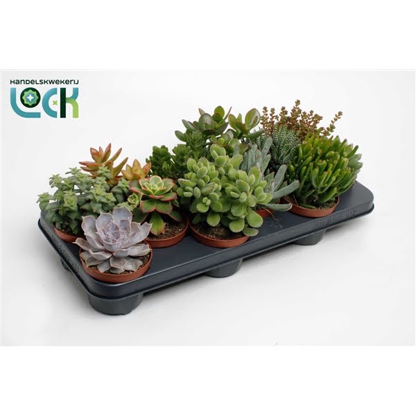 <h4>Succulenten Mix</h4>