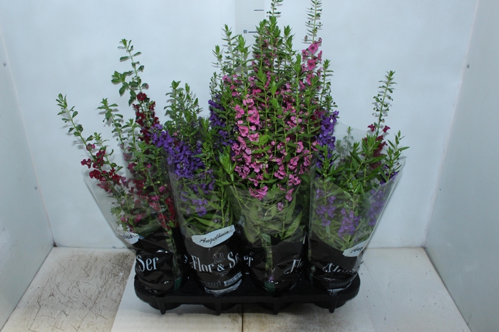 <h4>ANGELONIA P14 VARIADO</h4>