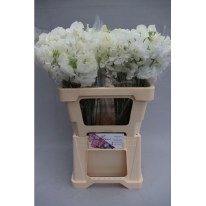 Lathyrus Sunshine White