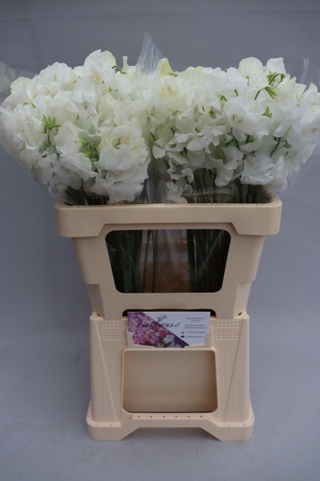 <h4>Lathyrus Sunshine White</h4>