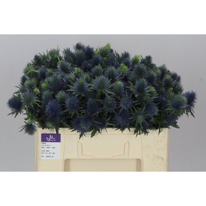 Eryngium Supernova