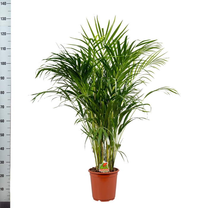 <h4>DYPSIS LUTESCENS</h4>